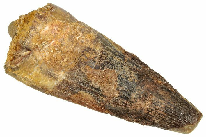 Fossil Spinosaurus Tooth - Feeding Worn Tooth #357811